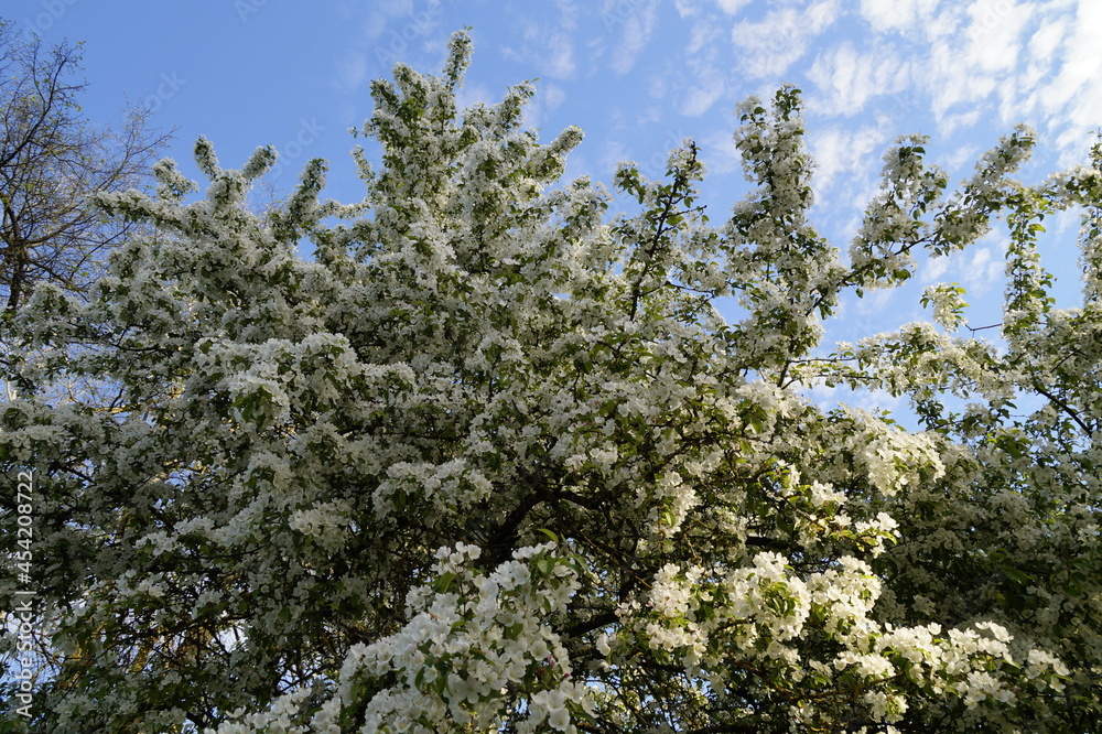 lush blossom of the apple trees against the blue sky on a sunny day in may lush blossom of the apple trees against the blue sky on a sunny day in may