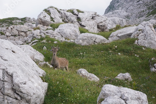 Curious Chamois, mountain goat chewing on a straw © anja