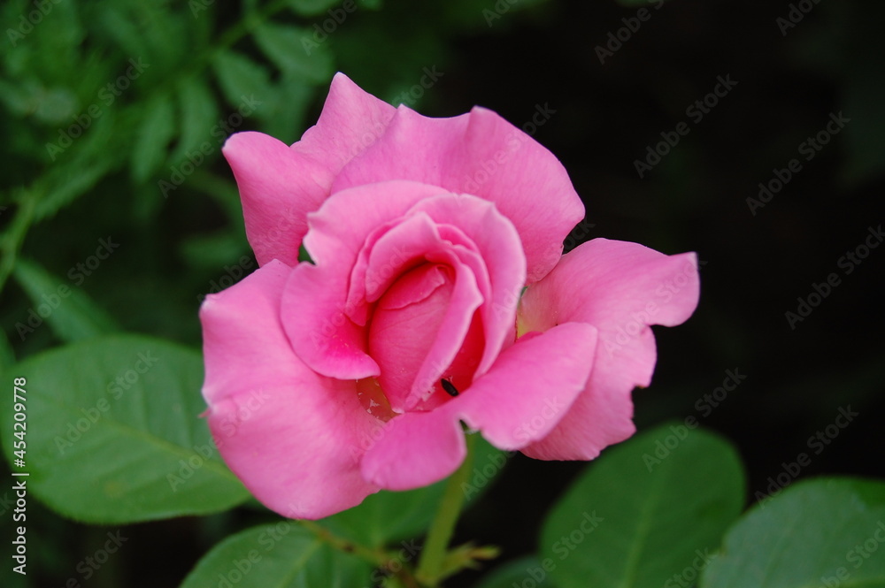 pink rose