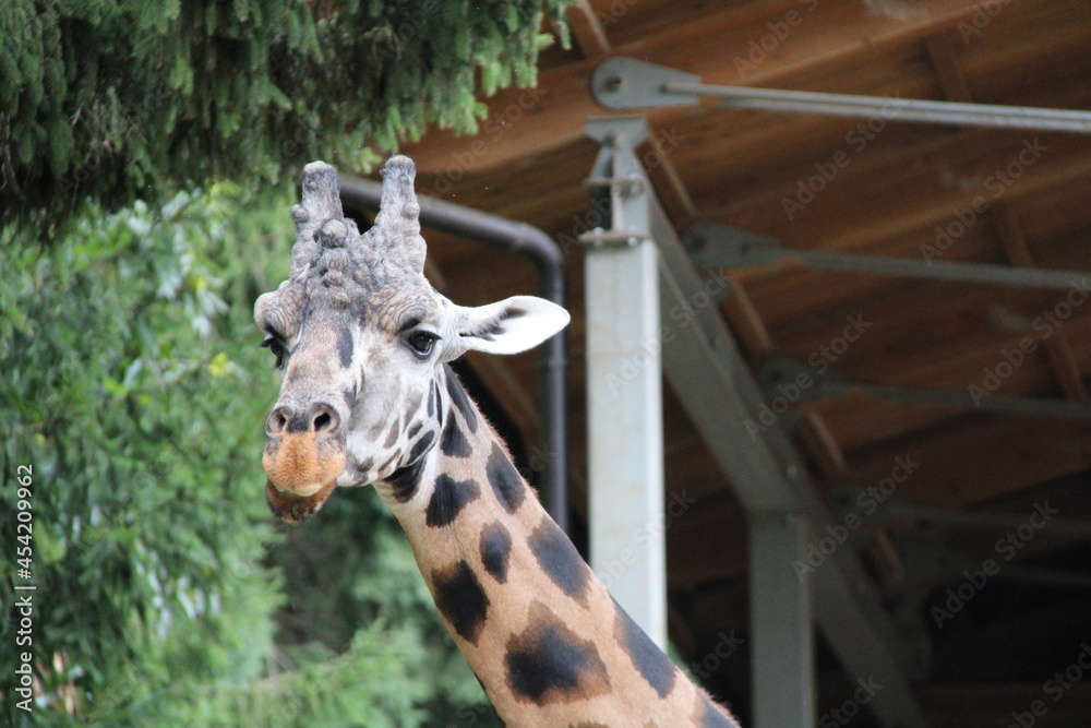 Obraz premium giraffe in zoo