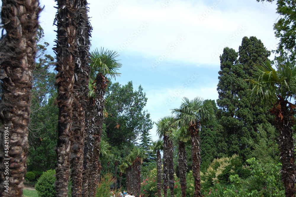 Fototapeta premium tree on the hill