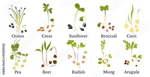Assortment Of Micro Greens