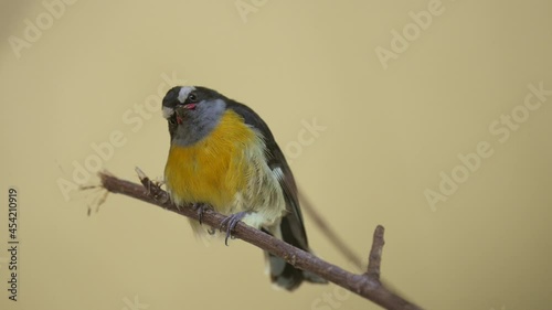 This video shows a tropical Bananaquit (Coereba flaveola) bird singing and chirping against a neutral background. photo