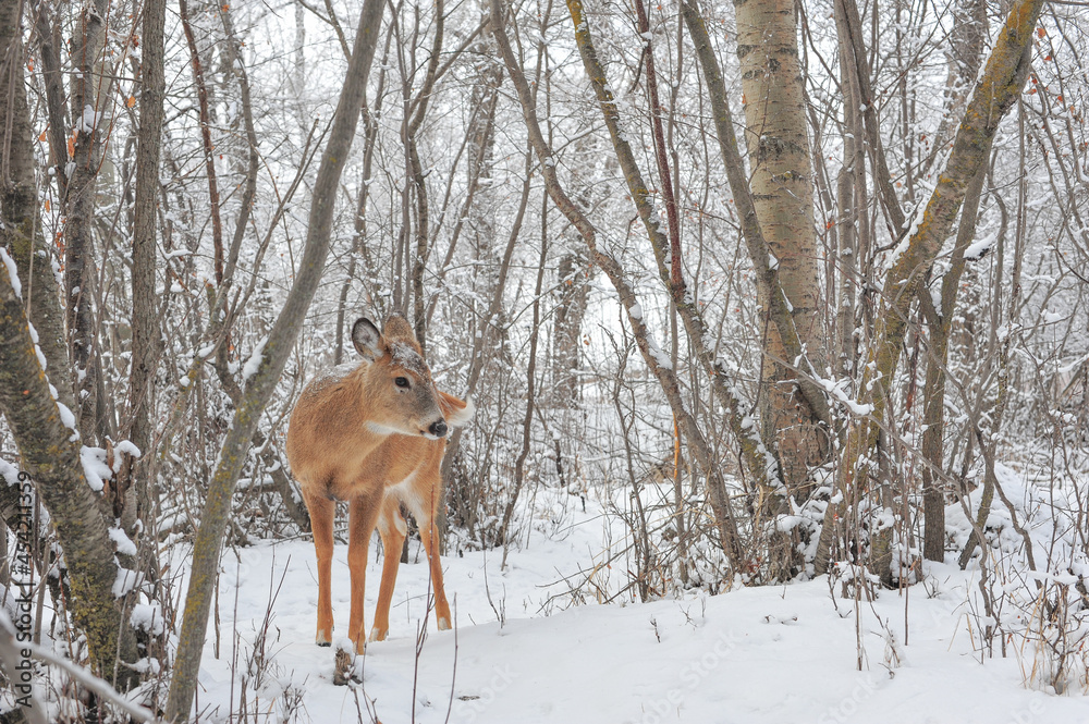 White tail deer walking through snow in winter forest White tail deer walking through snow in winter forest