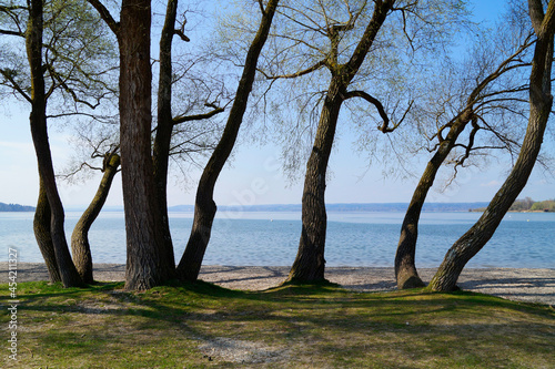 beautiful old trees on the bank of lake Ammersee in Germany