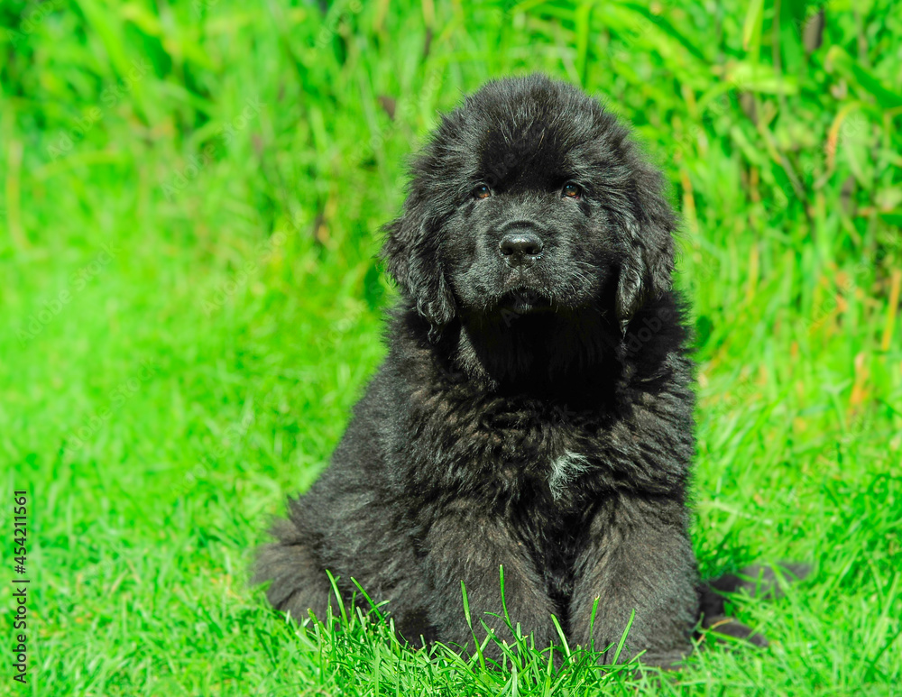 black and white  colored Newfoundland puppy sitting in tall garden of grass and flowers on summer day