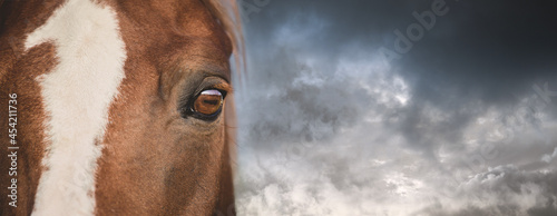 Wallpaper Mural Chestnut horse portrait close up banner. Against the backdrop of a dramatic stormy sky. A beautiful eye. Panoramic with text place. Torontodigital.ca