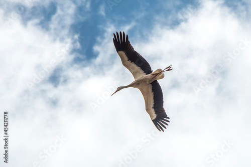 migrating stork in the air