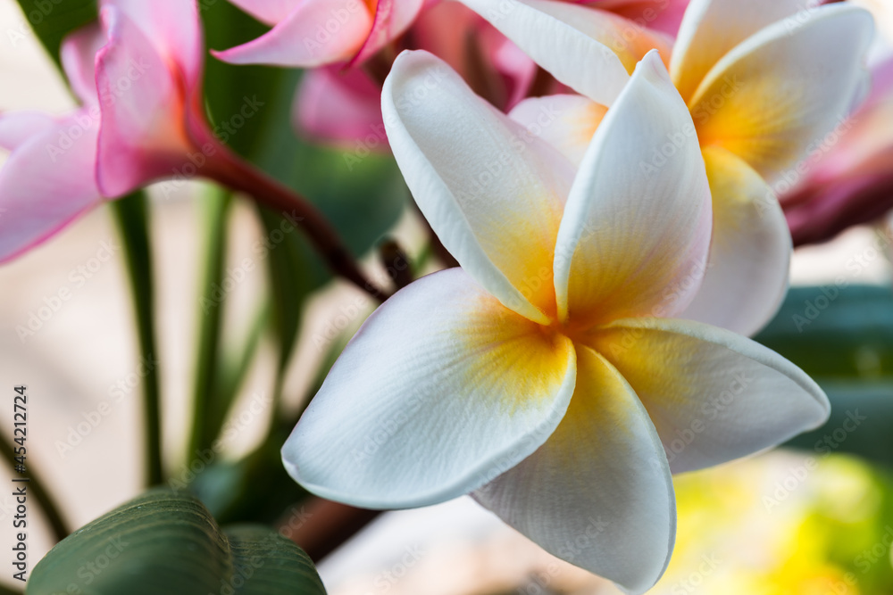 Obraz premium fleurs