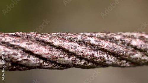 Ants