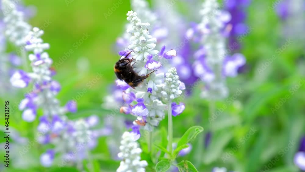 Bumblebees Flying and Sitting on White and Purple Meadow Flower Eating Nectar and Pollinating Bumblebees Flying and Sitting on White and Purple Meadow Flower Eating Nectar and Pollinating