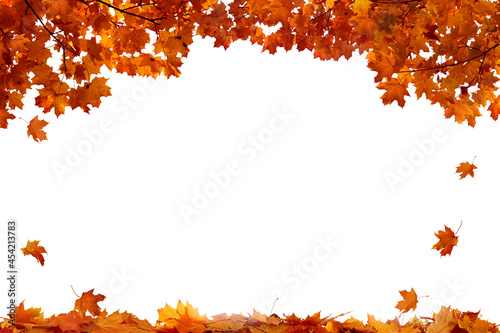 Картината върху платно Autumn colored falling maple leaves isolated on white background