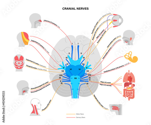 Cranial nerves diagram photo