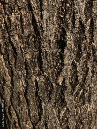 Tree wood texture in the city