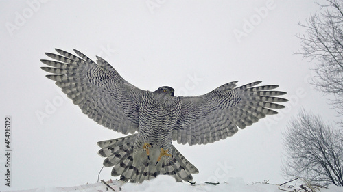 Northern goshawk. Bird of prey in flight. Accipiter gentilis