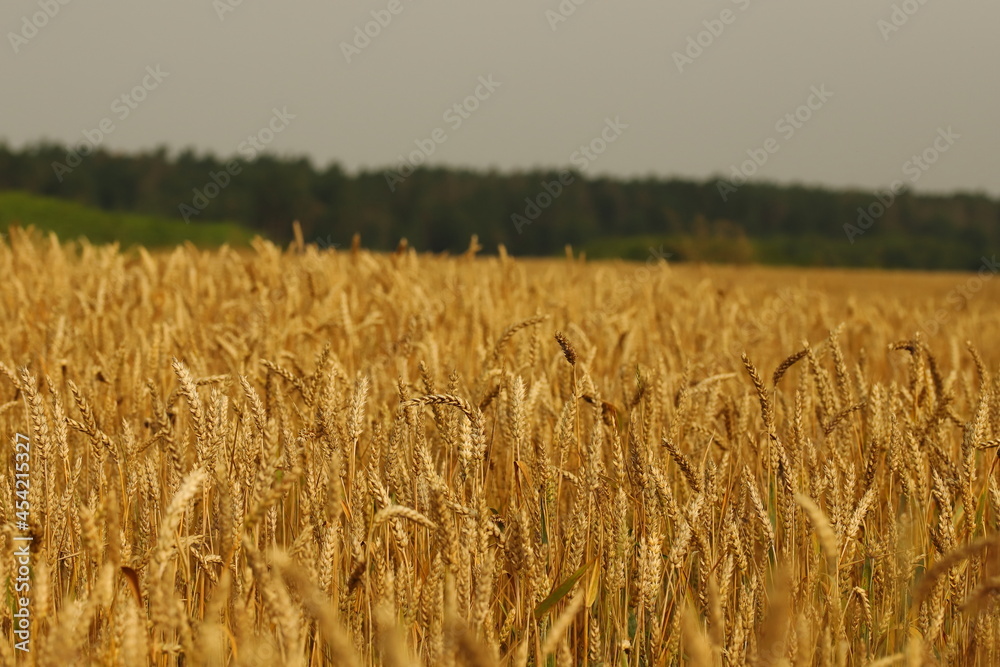 pszenica, pola, zboże