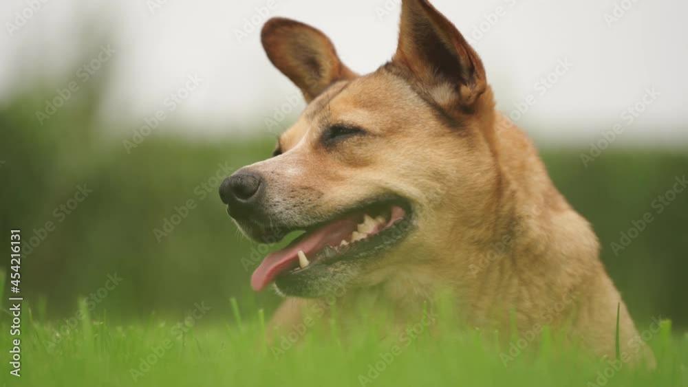 Street dog in the park on green grass on a summer day. Close-up portrait of a dog. Homeless animals Street dog in the park on green grass on a summer day. Close-up portrait of a dog. Homeless animals
