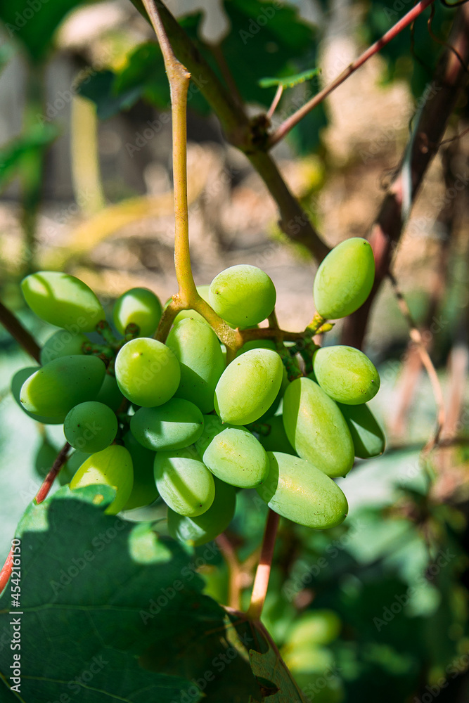 Grape berries. Bunches of grapes. Grape. Berries. Juicy berries. Green berries. Vine. Grape berries. Bunches of grapes. Grape. Berries. Juicy berries. Green berries. Vine.