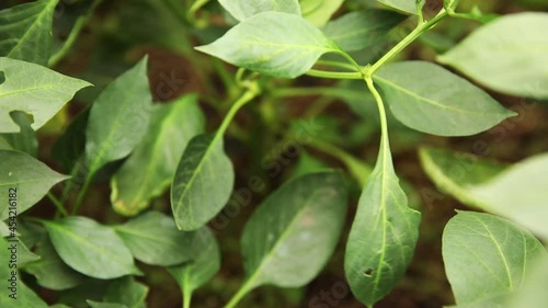 Wallpaper Mural Gardening and agriculture concept. Female farm worker hand harvesting green fresh ripe organic bell pepper in garden. Vegan vegetarian home grown food production. Woman picking paprika pepper Torontodigital.ca