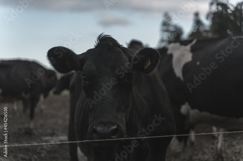 Vacas en la granja