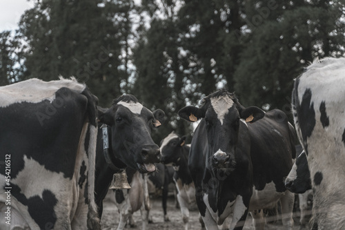 Vacas en la granja