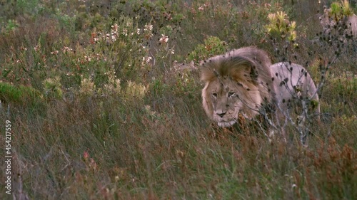huge male lion walks through tall grass with a lioness hidden behind
