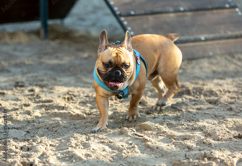 Funny french puppy bulldog outside. Adorable orange bulldog  in blue harness in the playground on a sand.