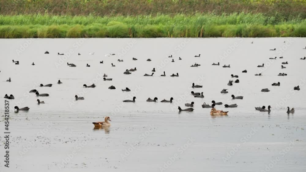 Eurasian Coot and Egyptian geese birds on the lake ( Fulica Atra ) Eurasian Coot and Egyptian geese birds on the lake ( Fulica Atra )