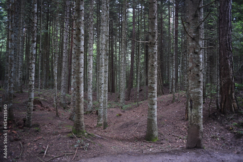 trees in the forest , pine tree trees in the forest , pine tree