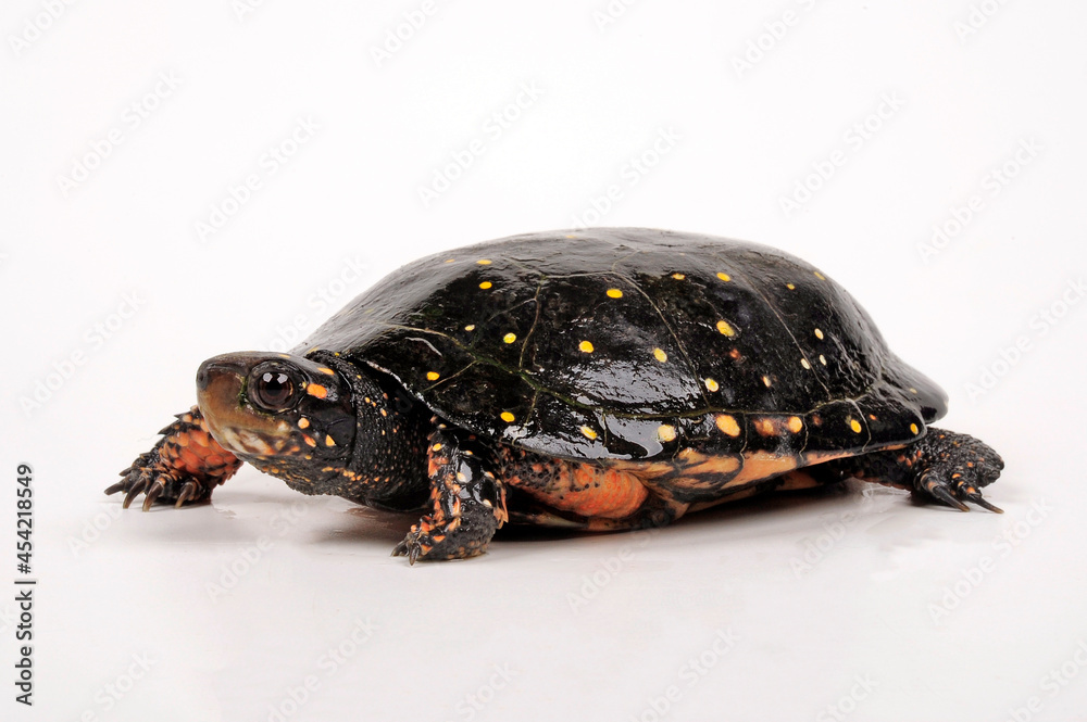 Tropfenschildkröte // Spotted turtle (Clemmys guttata) - obrazy, fototapety, plakaty 