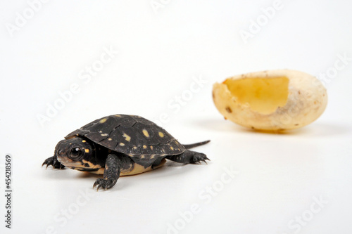 fresh hatched Spotted turtle // frisch geschlüpfte Tropfenschildkröte (Clemmys guttata)