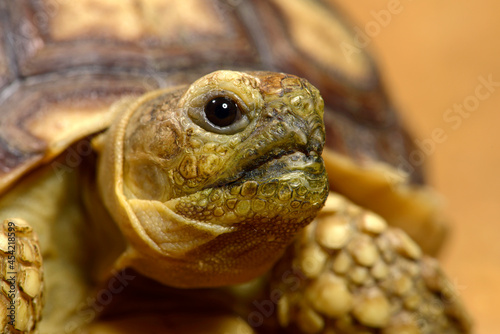 junge Spornschildkröte // juvenile African spurred tortoise (Centrochelys sulcata)