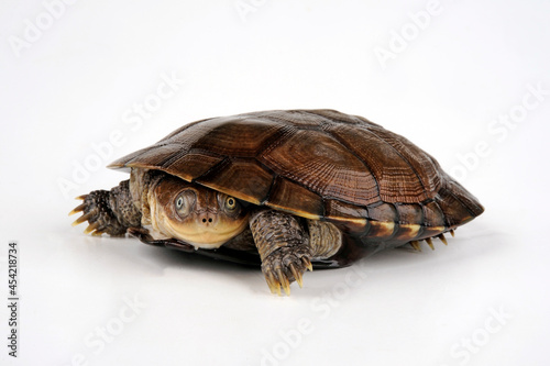 Starrbrust-Pelomedusenschildkröte, Starrbrust-Pelomeduse // Helmeted Turtle, Marsh terrapin (Pelomedusa subrufa)