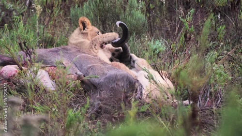 lion cubs play on the horn of a dead kudu