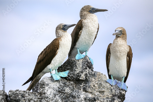 Fotografie Blue Footed Boobies on lava rocks in the Galapagos