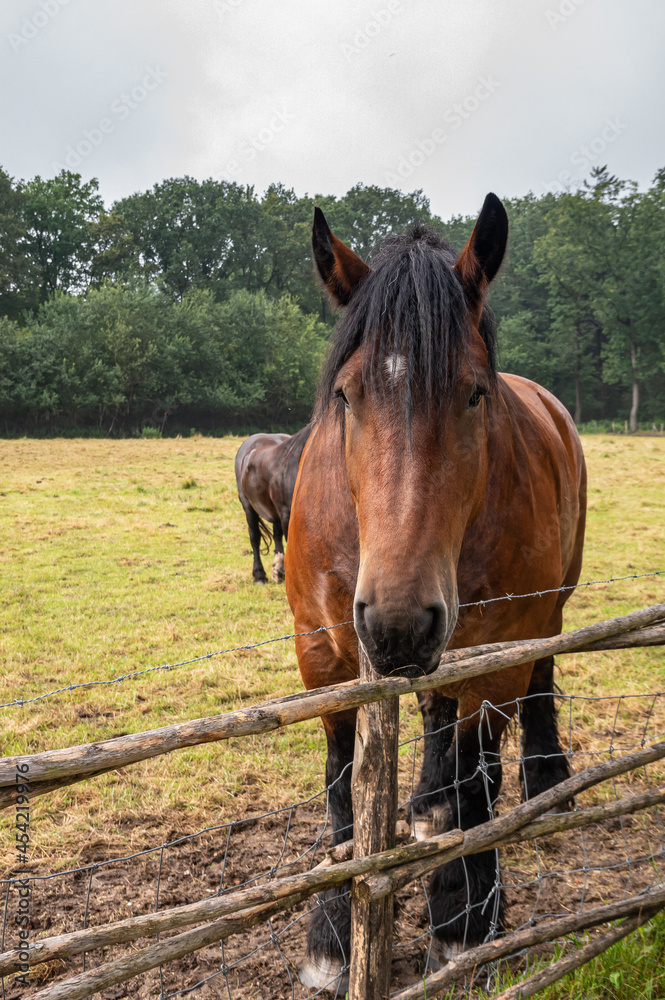 Genk, Belgium - August 11, 2021: Domein Bokrijk. Facial closeup of brown agricultural work horse on green pasture standing in brown mud behind fence under silver sky. Green foliage in back. Genk, Belgium - August 11, 2021: Domein Bokrijk. Facial closeup of brown agricultural work horse on green pasture standing in brown mud behind fence under silver sky. Green foliage in back.