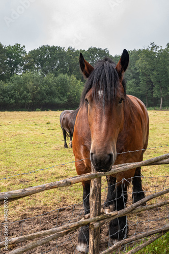 Genk, Belgium - August 11, 2021: Domein Bokrijk. Facial closeup of brown agricultural work horse on green pasture standing in brown mud behind fence under silver sky. Green foliage in back. © Klodien