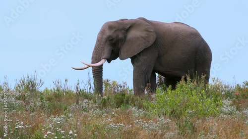 large male bull african elephant eats on top of a hill