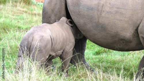 Baby white rhinoceros tries to suckle milk from it's mother