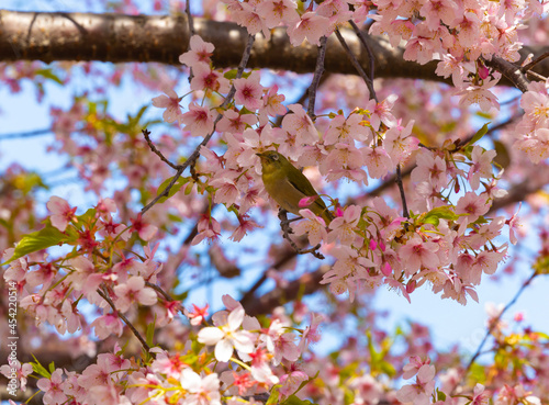 メジロと満開の桜