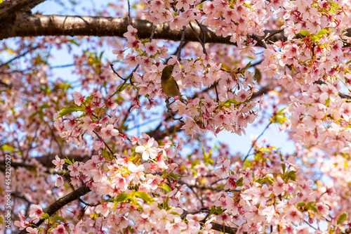 メジロと満開の桜