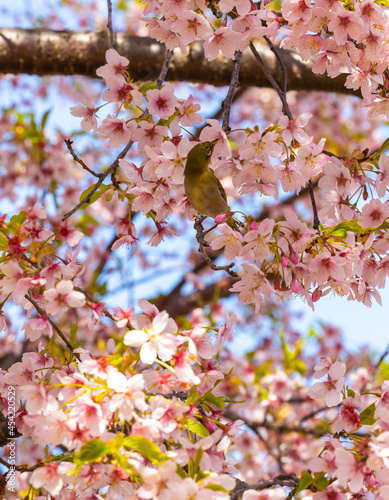 メジロと満開の桜