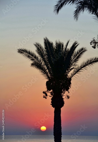 The rising sun behind the palm tree