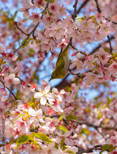 メジロと満開の桜