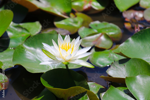 白い睡蓮の花