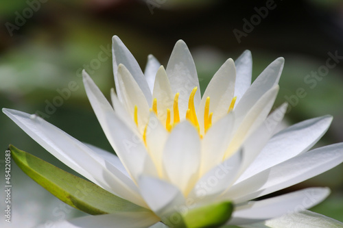 白い睡蓮の花