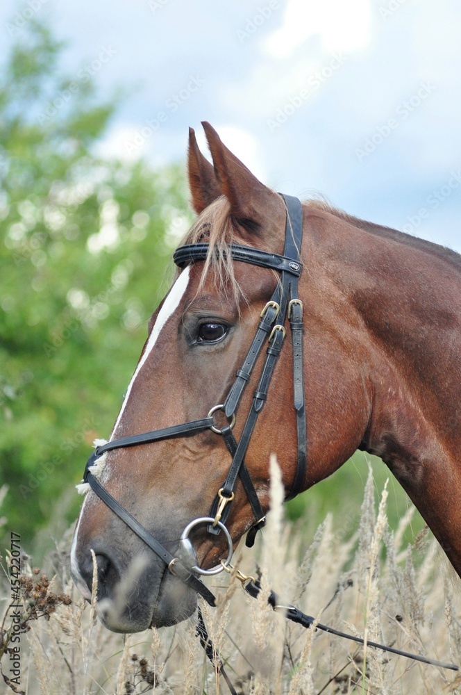 Portrait of a horse in a bridle Portrait of a horse in a bridle
