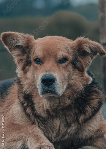 O belo cão de guarda © Daniel Lima