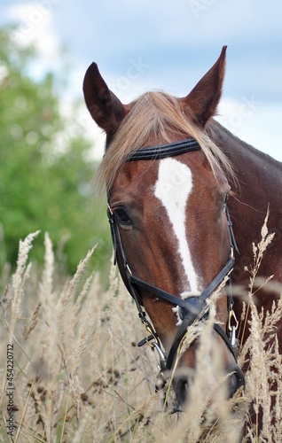 A red horse among the grass