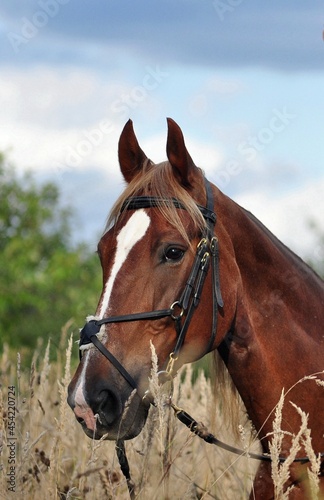 Portrait of a red horse in the tall grass
